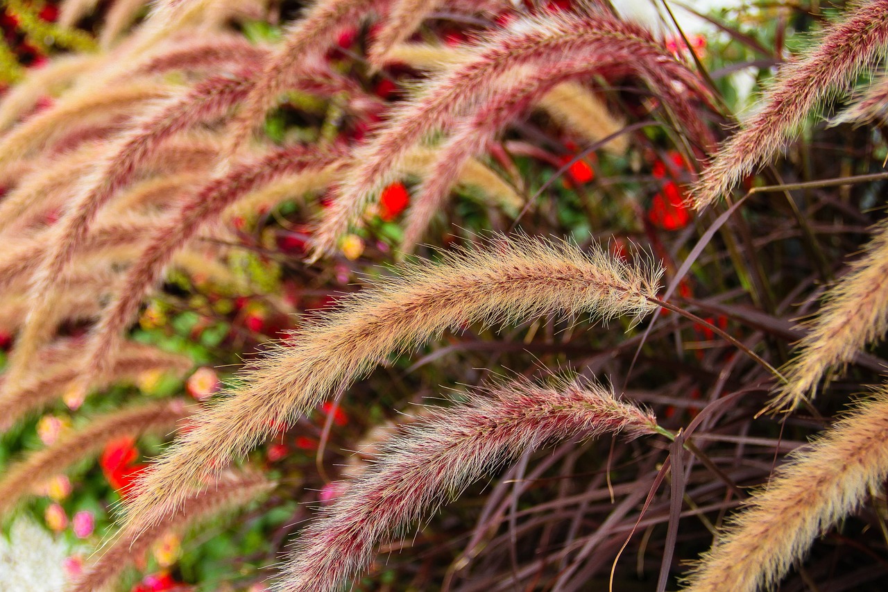 Perennial Plants - The Eco-friendly Choice for Gardeners